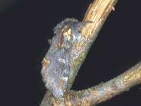 Notodonta dromedarius, Iron Prominent