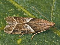 Nyctegretis triangulella