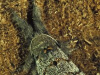 Olene fascelina, Dark Tussock