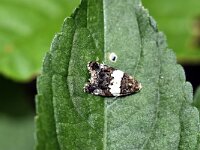 Olindia schumacherana