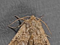 Omphalophana antirrhinii