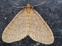 Operophtera brumata 20, Kleine wintervlinder, Saxifraga-Ab H Baas