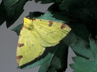 Opisthograptis luteolata, Brimstone