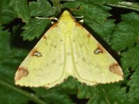 Opisthograptis luteolata 15, Hagedoornvlinder, Saxifraga-Foto Fitis-Adriaan Dijksen