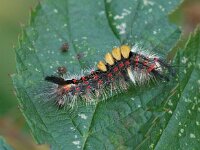 Orgyia antiqua,  Vapourer