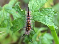 Orgyia antiqua 19, Witvlakvlinder, Saxifraga-Tom Heijnen