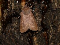 Orthosia cerasi 17, Tweestreepvoorjaarsuil, Saxifraga-Joep Steur