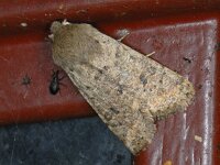 Orthosia cruda 11, Kleine voorjaarsuil, Saxifraga-Ab H Baas