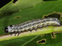 Orthosia cruda 3, Kleine voorjaarsuil, Saxifraga-Ab H Baas