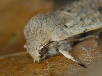 Orthosia cruda 01 #11465 : Orthosia cruda, Kleine voorjaarsuil