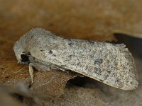 Orthosia cruda 01 #11470 : Orthosia cruda, Kleine voorjaarsuil