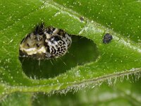 Orthosia cruda 8, Kleine voorjaarsuil, Saxifraga-Ab H Baas
