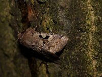Orthosia gothica 8, Nunvlinder, Saxifraga-Joep Steur
