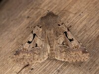 Orthosia gothica 9, Nunvlinder, Saxifraga-Luc Hoogenstein