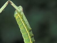 Orthosia incerta, Clouded Drab