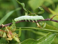 KULA-BESNA KOBILA. ORTHOSIA INCERTA.