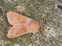 Orthosia miniosa 3, Eikenvoorjaarsuil, Saxifraga-Luc Hoogenstein : Lunetten, Voorjaarsuil
