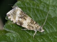 Orthotaenia undulana