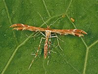 Oxyptilus parvidactyla