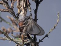 Pachythelia villosella 2, ex pupa, Saxifraga-Frits Bink