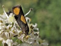 Pammene aurana N0511 : Pammene aurana, Oranje dwergbladroller