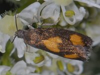 Pammene aurana #13641 : Pammene aurana