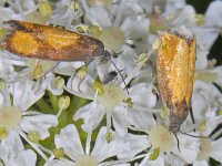 Pammene aurana #13768 : Pammene aurana