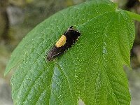 Pammene trauniana 01 N2256  Zeldzaam? : Pammene trauniana, Donkere maanmot, zeldzaam