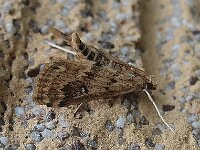 Parapoynx stratiotata