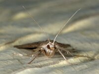 Parapoynx stratiotata 6, Krabbenscheermot, Saxifraga-Ab H Baas