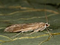 Parapoyx stratiotata  9, Krabbenscheermot, Saxifraga-Ab H Baas