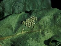 Parasemia plantaginis 3, Weegbreebeer, Vlinderstichting-Nely Honig