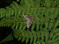 Parectropis similaria 2, Witvlekspikkelspanner, Saxifraga-Foto Fitis-Adriaan Dijksen