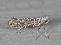 Parornix anguliferella