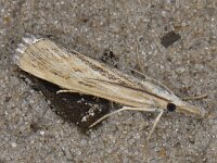 Pediasia fascelinella