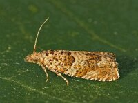 Pelochrista hepatariana