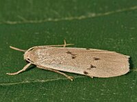 Pelosia muscerda 2, Muisbeertje, Saxifraga-Zoran-Bozovic