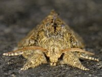 Peridea anceps 01 #06935 : Peridea anceps, Eikentandvlinder