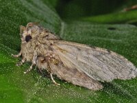 Acronicta spec 01 #16467 : Peridea anceps, Eikentandvlinder