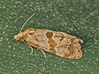 Phalonidia contractana