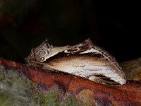 Pheosia gnoma 8, Berkenbrandvlerkvlinder, Saxifraga-Luc Hoogenstein