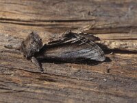 Pheosia tremula, Swallow Prominent