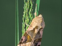 Phlogophora meticulosa, Angle Shades