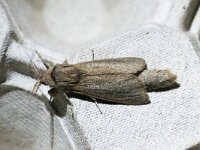 Phragmataecia castaneae 2, Rietluipaard, Saxifraga-Gerard de Jong : Insect, Macro, Overig, Phragmataecia castaneae, Rietluipaard, Saxifraga, moth, nachtvlinder