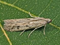 Phycitodes inquinatella