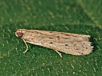 Phycitodes lacteella