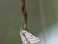 Phyllometra culminaria