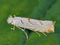 Phyllonorycter abrasella