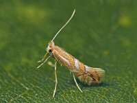 Phyllonorycter esperella