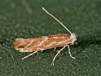 Phyllonorycter leucographella